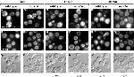 VMA2 Antibody in Immunocytochemistry (ICC/IF)