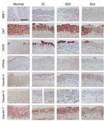 Claudin 7 Antibody in Immunohistochemistry (IHC)