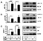 Phospho-JNK1/JNK2 (Thr183, Tyr185) Antibody in Western Blot (WB)