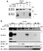 BAP31 Antibody in Western Blot (WB)