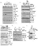 BTRC Antibody in Western Blot (WB)