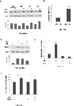 TBX3 Antibody in Western Blot (WB)