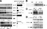 Phospho-STAT5 alpha (Tyr694) Antibody in Western Blot (WB)