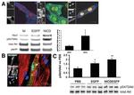 Phospho-AKT1 (Ser473) Antibody in Western Blot (WB)