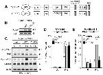 Phospho-Paxillin (Tyr118) Antibody in Western Blot (WB)