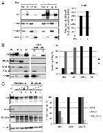 Mitofilin Antibody in Western Blot (WB)