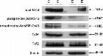 Connexin 26 Antibody in Western Blot (WB)