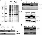 SRSF1 Antibody in Western Blot (WB)