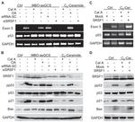 p53 Antibody in Western Blot (WB)