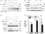 Phospho-IRS1 (Tyr612) Antibody in Western Blot (WB)