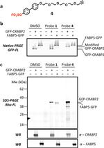 CRABP2 Antibody in Western Blot (WB)