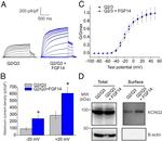 KCNQ2 Antibody in Western Blot (WB)