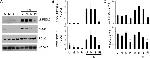 SRC3 Antibody in Western Blot (WB)