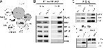 CrkL Antibody in Western Blot, Immunoprecipitation (WB, IP)