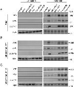 AKAP12 Antibody in Western Blot (WB)