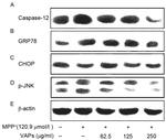 CHOP Antibody in Western Blot (WB)