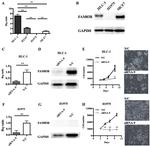 FAM83B Antibody in Western Blot (WB)