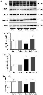 HMOX1 Antibody in Western Blot (WB)