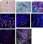 CD73 Antibody in Immunocytochemistry, Immunohistochemistry (ICC/IF, IHC)