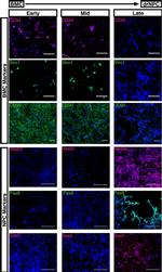 STRO-1 Antibody in Immunocytochemistry, Immunohistochemistry (ICC/IF, IHC)