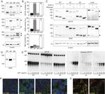 Calnexin Antibody in Immunocytochemistry (ICC/IF)