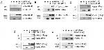 HUNK Antibody in Western Blot (WB)