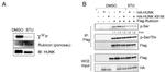 HUNK Antibody in Western Blot (WB)