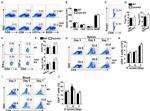 CD11c Antibody in Flow Cytometry (Flow)