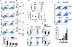 CD11c Antibody in Flow Cytometry (Flow)