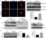 HNF4A Antibody in Immunocytochemistry (ICC/IF)