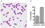 CD11c Antibody in Flow Cytometry (Flow)