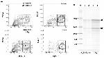 CD11c Antibody in Flow Cytometry (Flow)