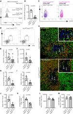 FOXP3 Antibody in Immunohistochemistry, Flow Cytometry (IHC, Flow)