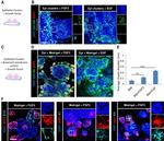 CD326 (EpCAM) Antibody in Immunocytochemistry (ICC/IF)