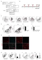 F4/80 Antibody in Flow Cytometry (Flow)