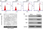 CD29 (Integrin beta 1) Antibody in Flow Cytometry (Flow)