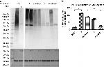 6x-His Tag Antibody in Western Blot (WB)