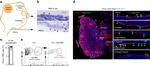 CD326 (EpCAM) Antibody in Flow Cytometry (Flow)