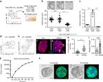 Ly-6A/E (Sca-1) Antibody in Flow Cytometry (Flow)