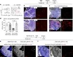 CD326 (EpCAM) Antibody in Flow Cytometry (Flow)
