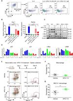 F4/80 Antibody in Flow Cytometry (Flow)