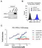 CD274 (PD-L1, B7-H1) Antibody in Flow Cytometry (Flow)