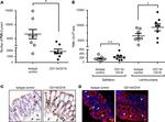 CD11b Antibody in Immunohistochemistry (IHC)