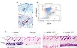 CD34 Antibody in Flow Cytometry (Flow)