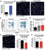 F4/80 Antibody in Flow Cytometry (Flow)