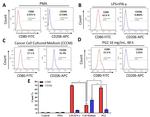 CD206 (MMR) Antibody in Flow Cytometry (Flow)