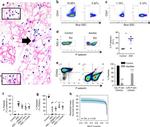 CD41a Antibody in Flow Cytometry (Flow)