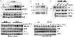 DNA-PK Antibody in Western Blot, Immunoprecipitation (WB, IP)