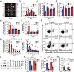 Gata-3 Antibody in Flow Cytometry (Flow)