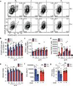 FOXP3 Antibody in Flow Cytometry (Flow)